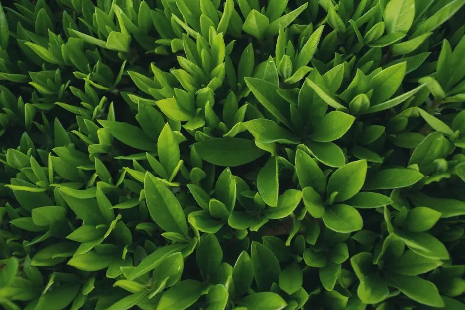 Greens & Outdoors at GAURS MULBERRY MANSIONS, Sector 1, Greater Noida West, Greater Noida