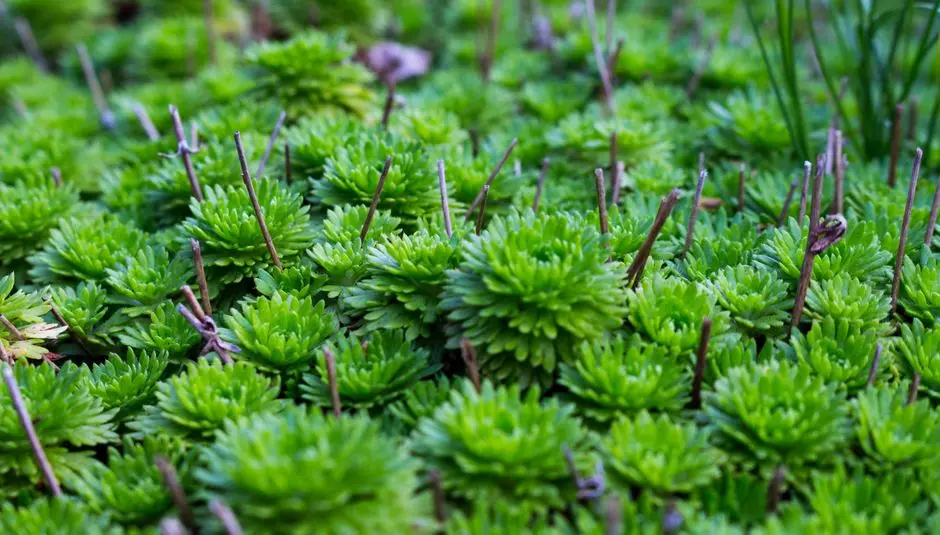 Greens & Outdoors at GAURS DEHRADUN, Dehradun