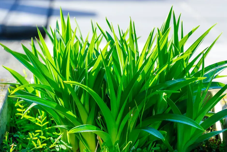 Greens & Outdoors at GAURS VICTORIAN VILLAS 6TH PARKVIEW, Gaur Yamuna City, Greater Noida
