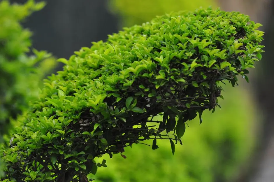 Greens & Outdoors at GAURS SUITES, Sector 27, Greater Noida