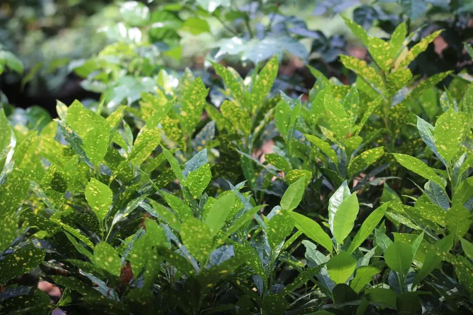 Greens & Outdoors at GAURS THE ISLANDS, Jaypee Greens, Greater Noida